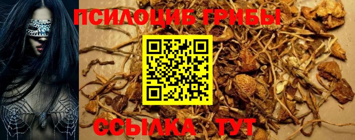 Псилоцибиновые грибы Psilocybine cubensis Ессентуки